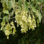 Листья характерной формы и плоды-крылатки клена узнаваемы