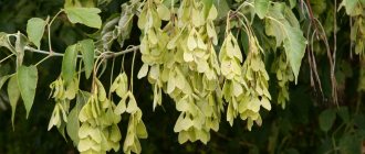 The characteristically shaped leaves and winged maple fruits are recognizable